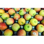 CRISPY FUJI APPLE 135S/150S-18KG